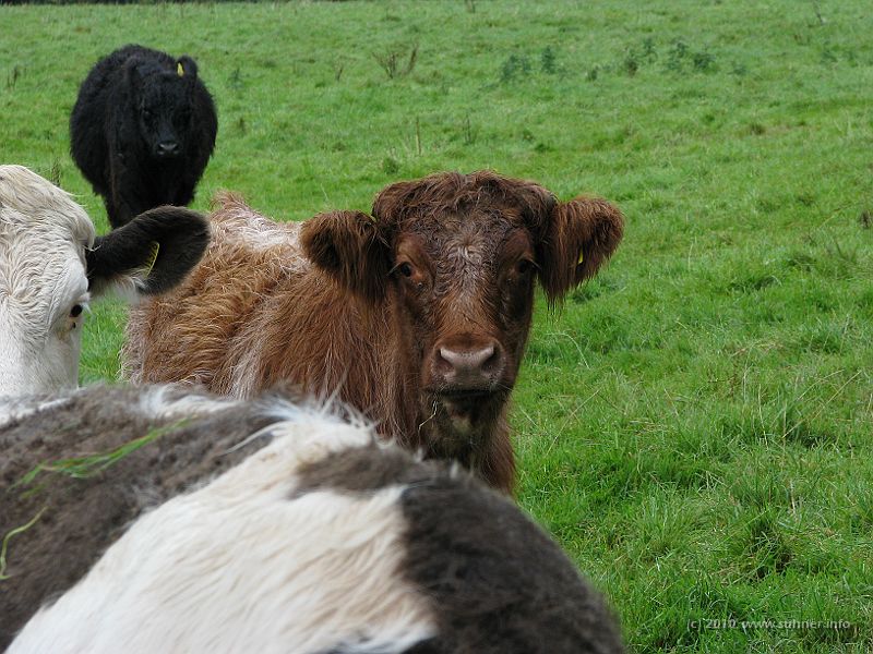 IMG_1714.jpg - ...while - elsewhere - others reveal interest in ourselves...