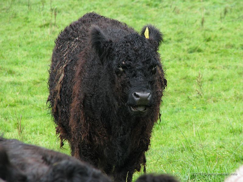 IMG_1719.jpg - Ain't I just cute? Might want to give us a cuddle? No? Pity!