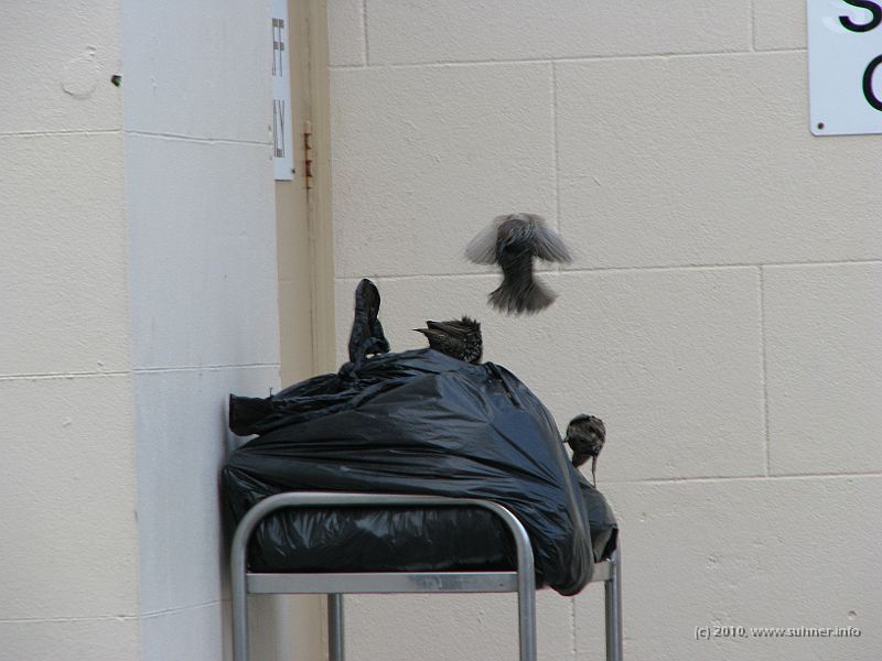 IMG_1732.jpg - Is it a starling or a real angel?