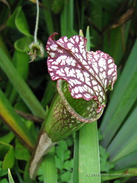 IMG_1774.jpg - And some flesh eating slug repellent (as Hagrid probably might call these...)