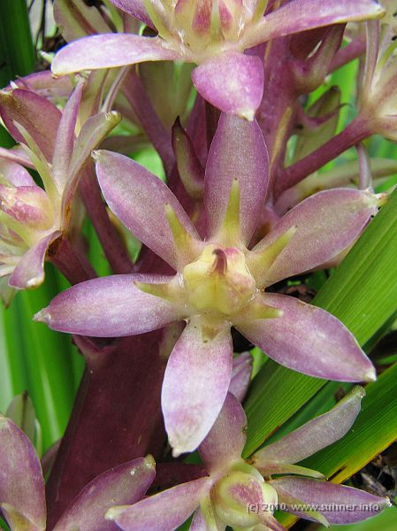 IMG_1775.jpg - Some orchid of unknown name - we're still in this ragged garden...