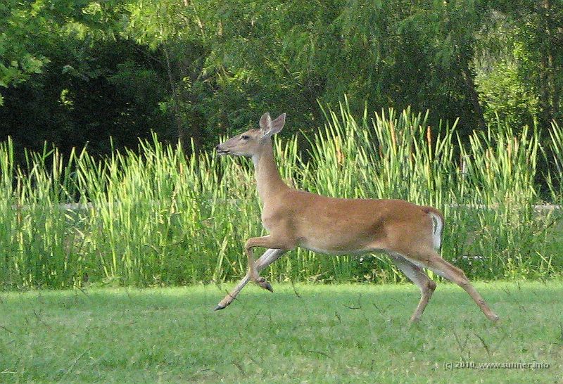 Deer.jpg - My first impression at a nature reservation near Bay City