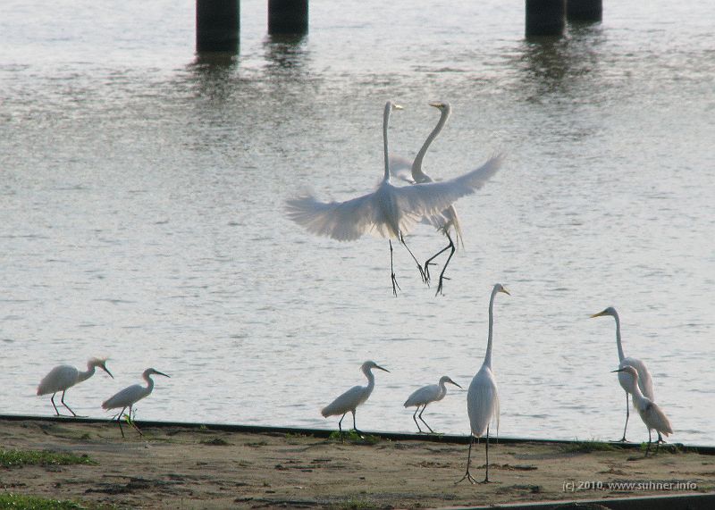 Egrets1.jpg - And these beautiful white egrets at the shore