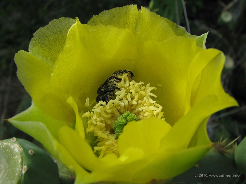 IMG_0417.JPG - Cactus flower