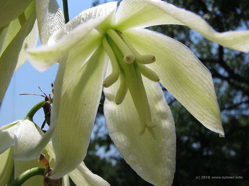 IMG_0545.JPG - Beautiful blossoms everywhere!