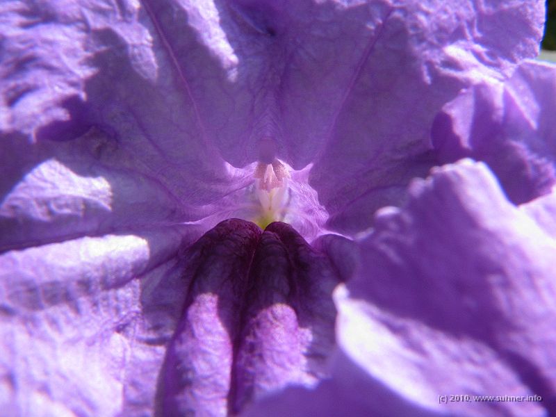 IMG_1070.JPG - Some color flash, just for a change...