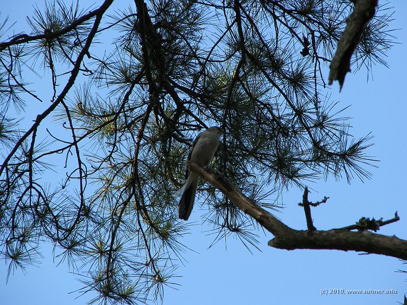 IMG_1173.JPG - to the bird's song!