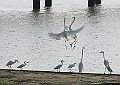 Egrets1