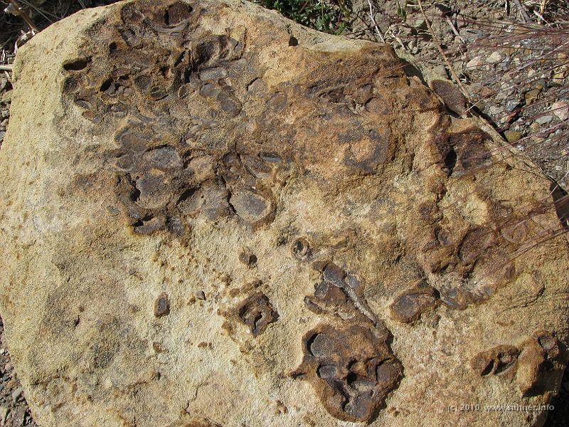 IMG_1413.jpg - Stone bearing strange fossils
