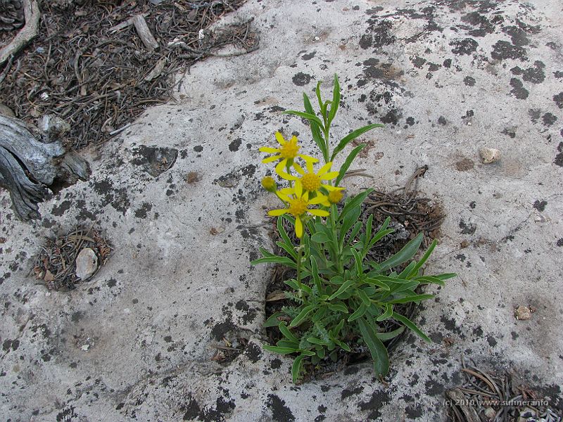 IMG_1817.JPG - Plants in the grey stone that makes up the rim part. Further down you will find different shades of red plus green rock towards the bottom.