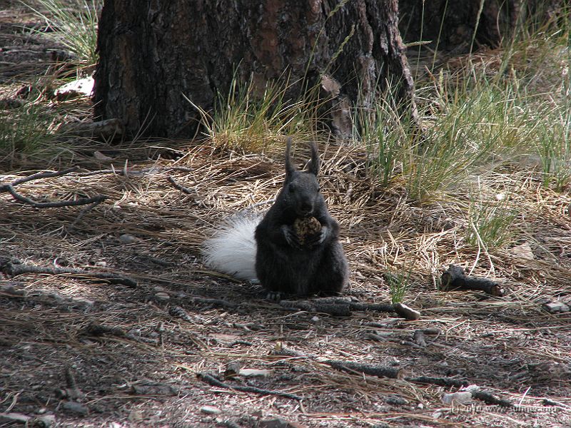 IMG_1829.JPG - Kaibab Squirrel with it's white tail is only found on the North Rim.