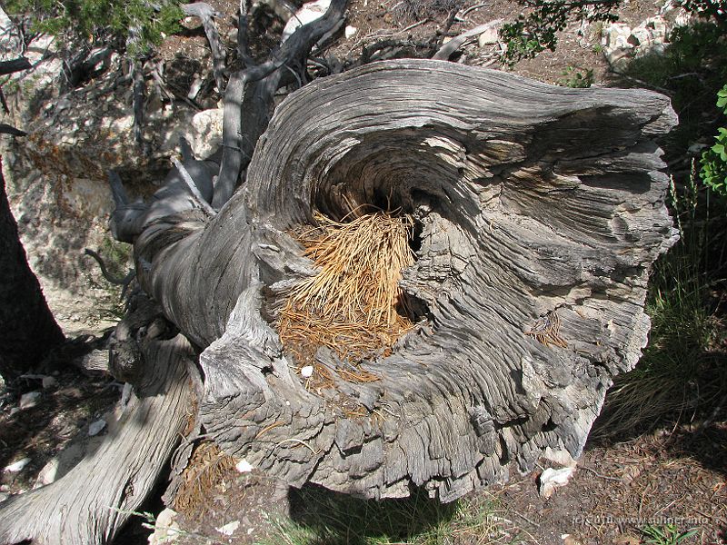 IMG_1859.JPG - But rocks still stand when trees have passed their lifespan