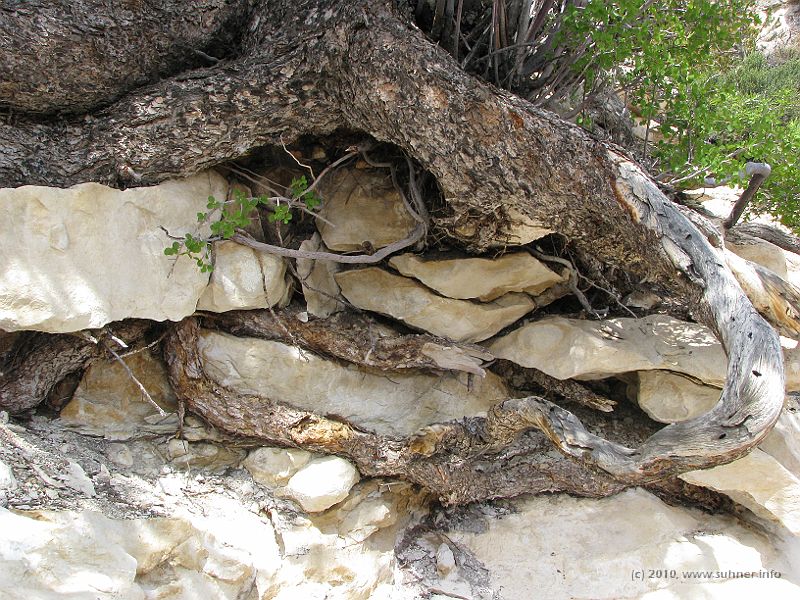 IMG_1862.JPG - Tree roots finding their way through the rocks...