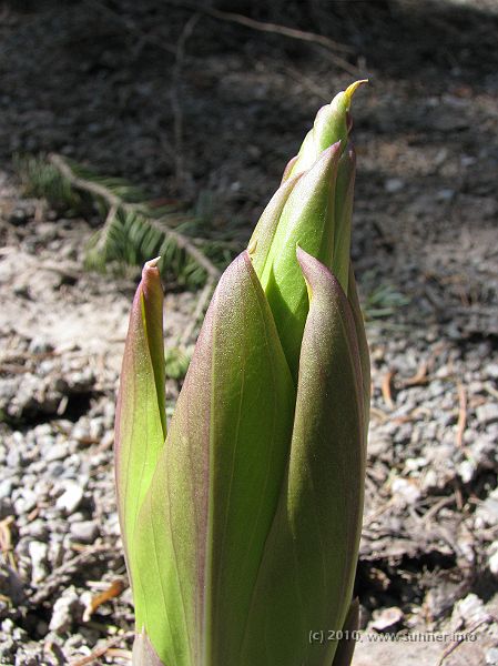 IMG_1349.jpg - Plants just start sprouting up here