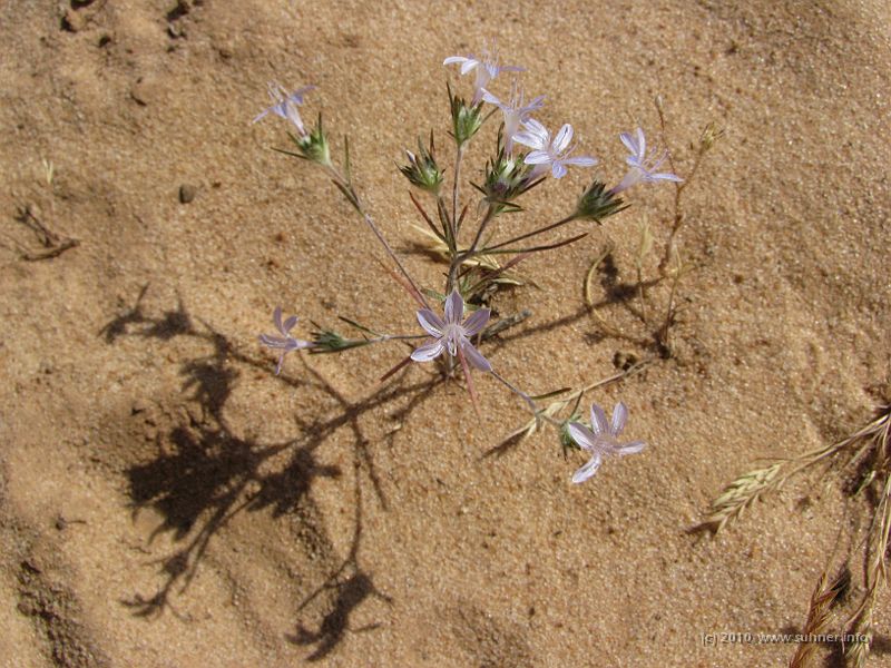 IMG_1931.JPG - But still a hot environment with very sandy soils