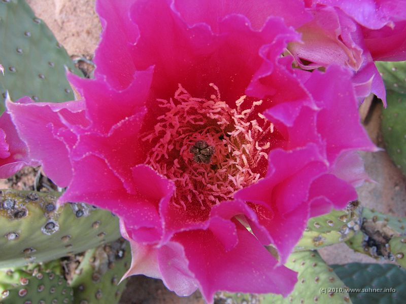 IMG_1940.JPG - Inside the flower...