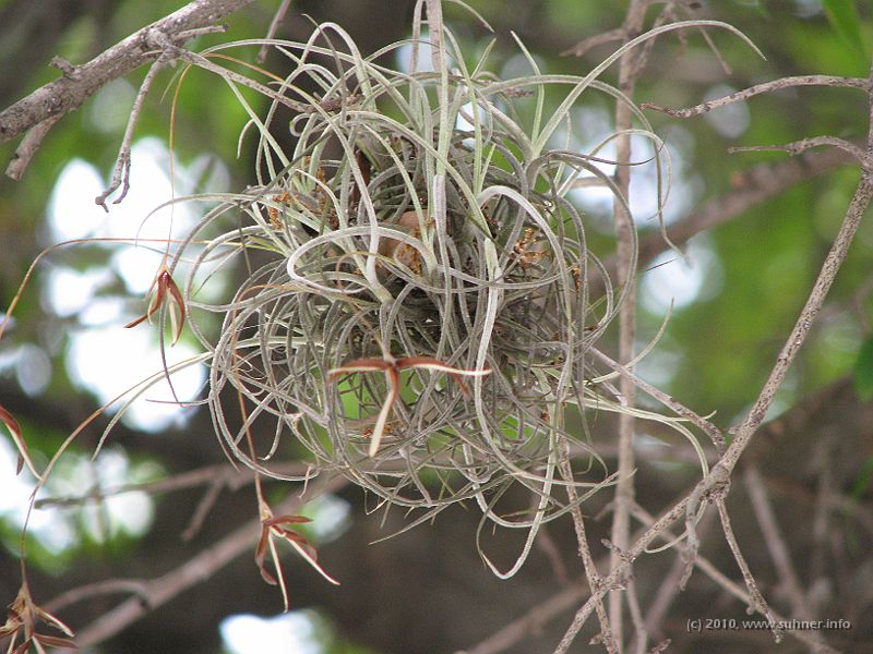 IMG_2386.JPG - ...with beautiful natural details...