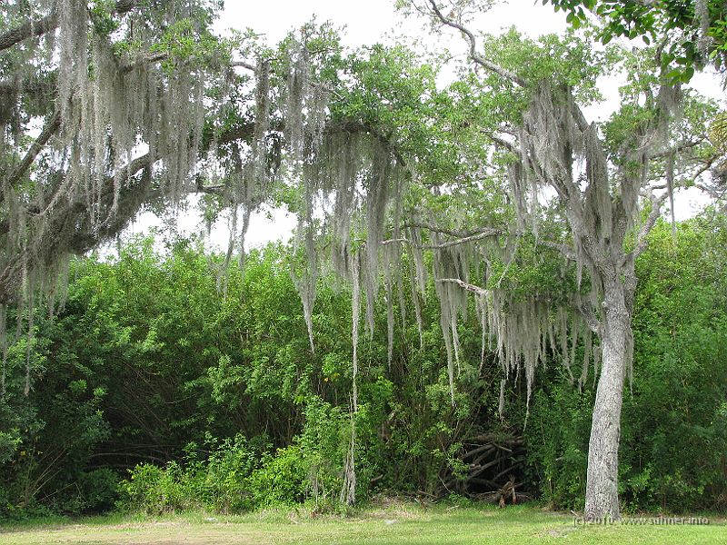 IMG_2575.JPG - Trees look a bit different here...