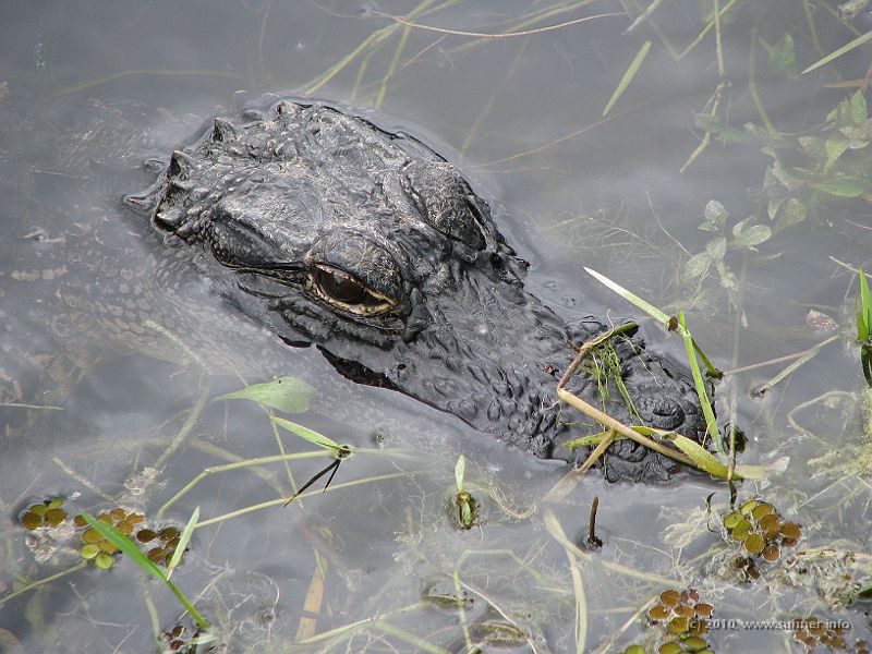 IMG_2585.JPG - ...even a bit closer again...