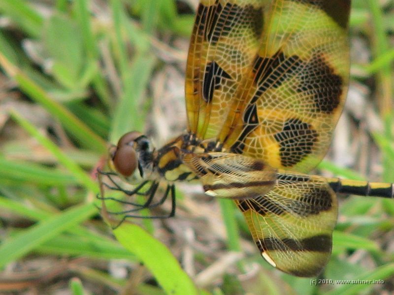IMG_2617.JPG - Dragonfly closeup.
