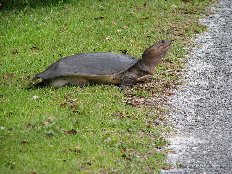 IMG_2622.JPG - A large Florida Softshell turtle crossed my way.