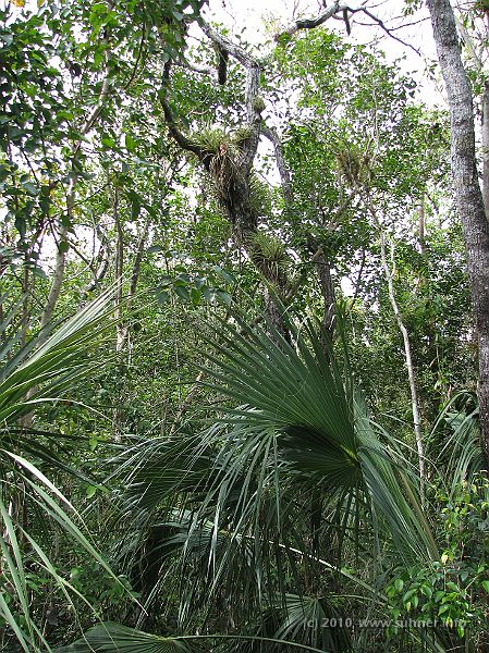 IMG_2640.JPG - Tropical green...