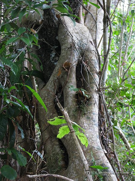 IMG_2642.JPG - ...some more of it...