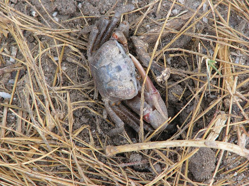 IMG_2699.JPG - On the next morning, crabs were already busy when I got up