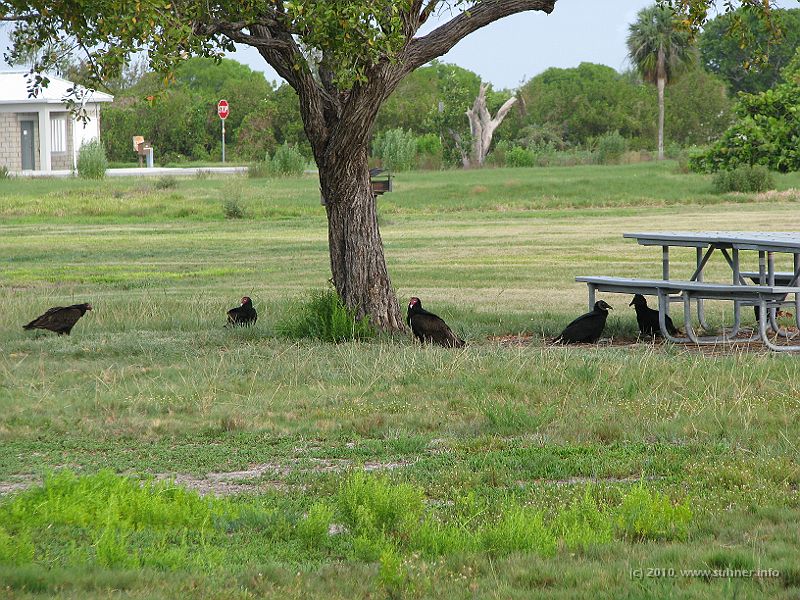 IMG_2702.JPG - A gang of vultures had also decided to check the area for some breakfast