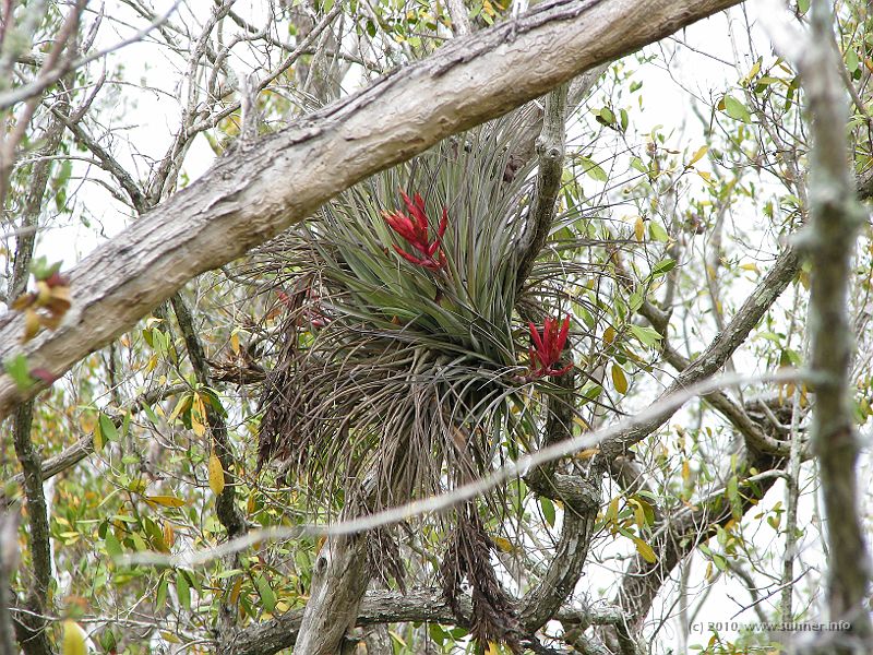 IMG_2725.JPG - Plants on trees...