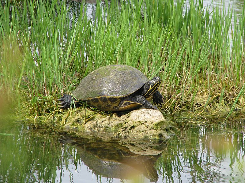 IMG_2795.JPG - But a huge variety of other animals: Turtles...