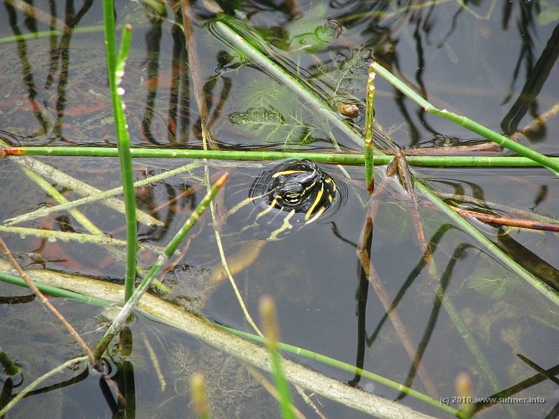 IMG_2806.JPG - ...more turtles...