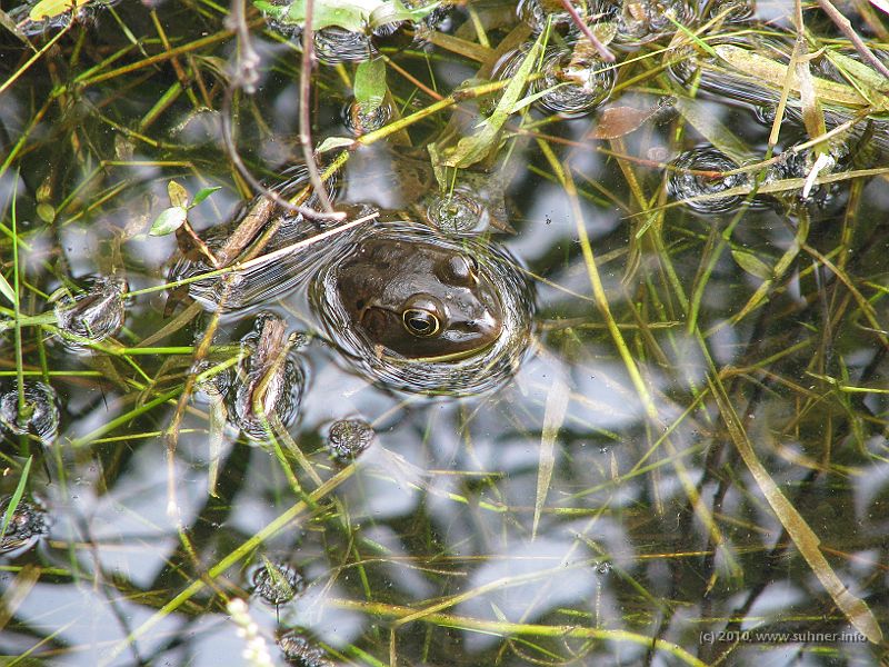 IMG_2811.JPG - ...frogs...
