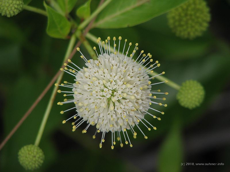IMG_2814.JPG - Some strange tree flowers in between...