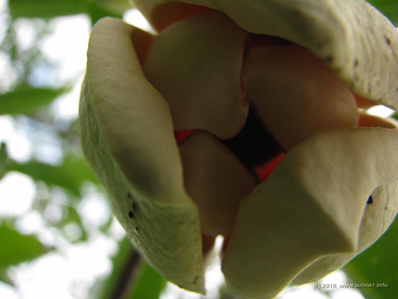 IMG_2819.JPG - and some more of these...