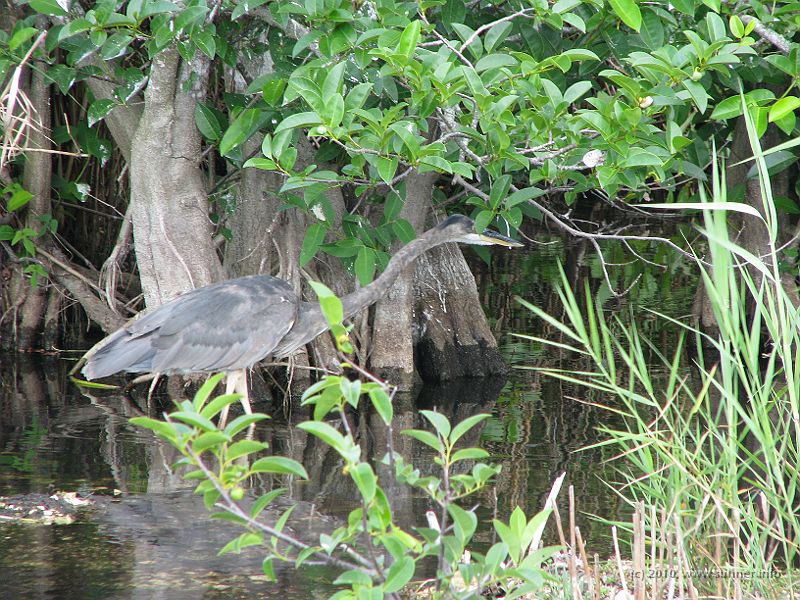 IMG_2869.JPG - The egret makes off...