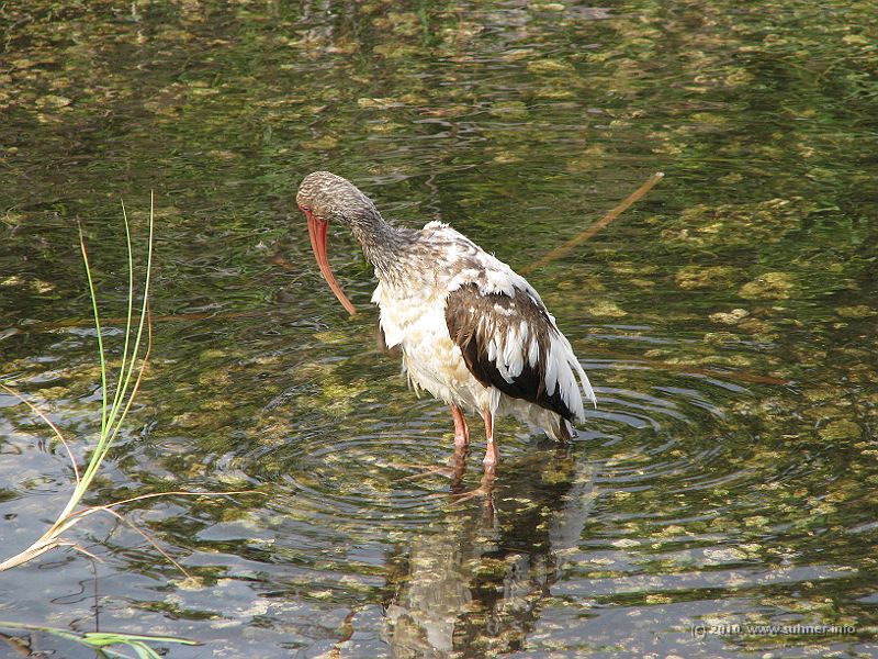 IMG_2873.JPG - While the ibis prepares for a bath