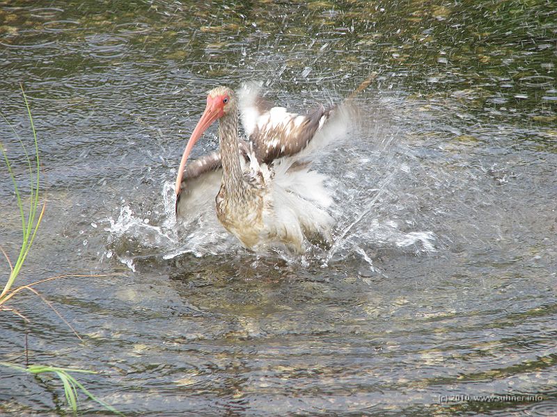 IMG_2875.JPG - ...and - action!