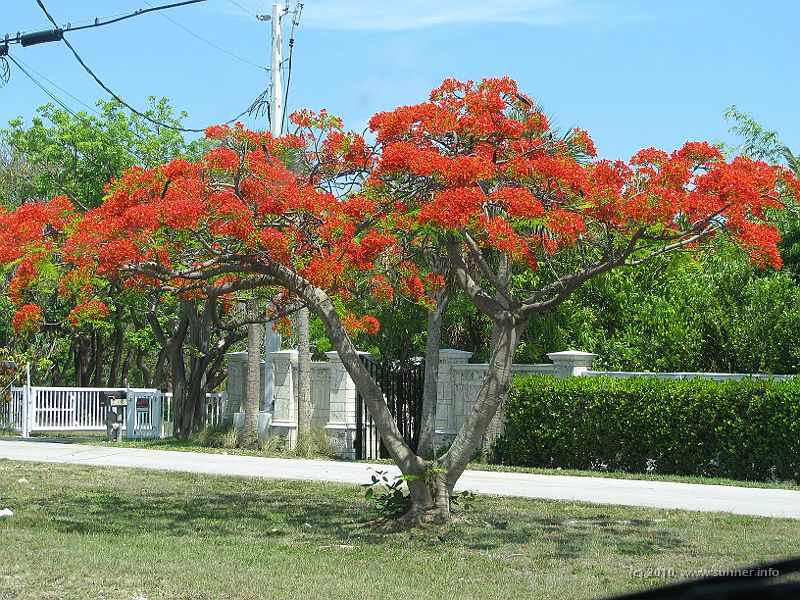 IMG_2961.JPG - and every flowering tree!