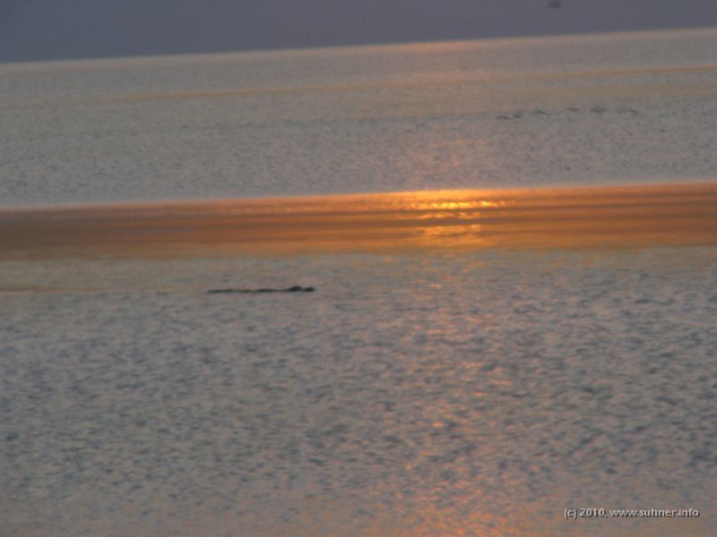 IMG_2978.JPG - The answer comes leisurely gliding across the last sunbeams: Just jump in, we're longing for a bite... Gators are omnipresent around Florida!