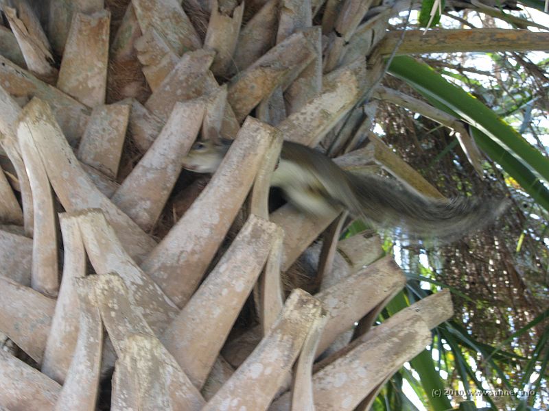 IMG_3013.JPG - I rushed off on the following morning - as fast as this squirrel!