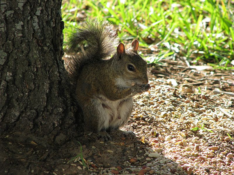 IMG_3119.JPG - An elderly lady walked by to feed squirrels and birds