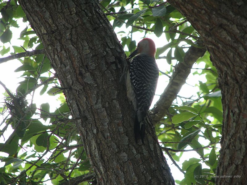 IMG_3128.JPG - Even the woodpecker flew in for some breakfast cereals